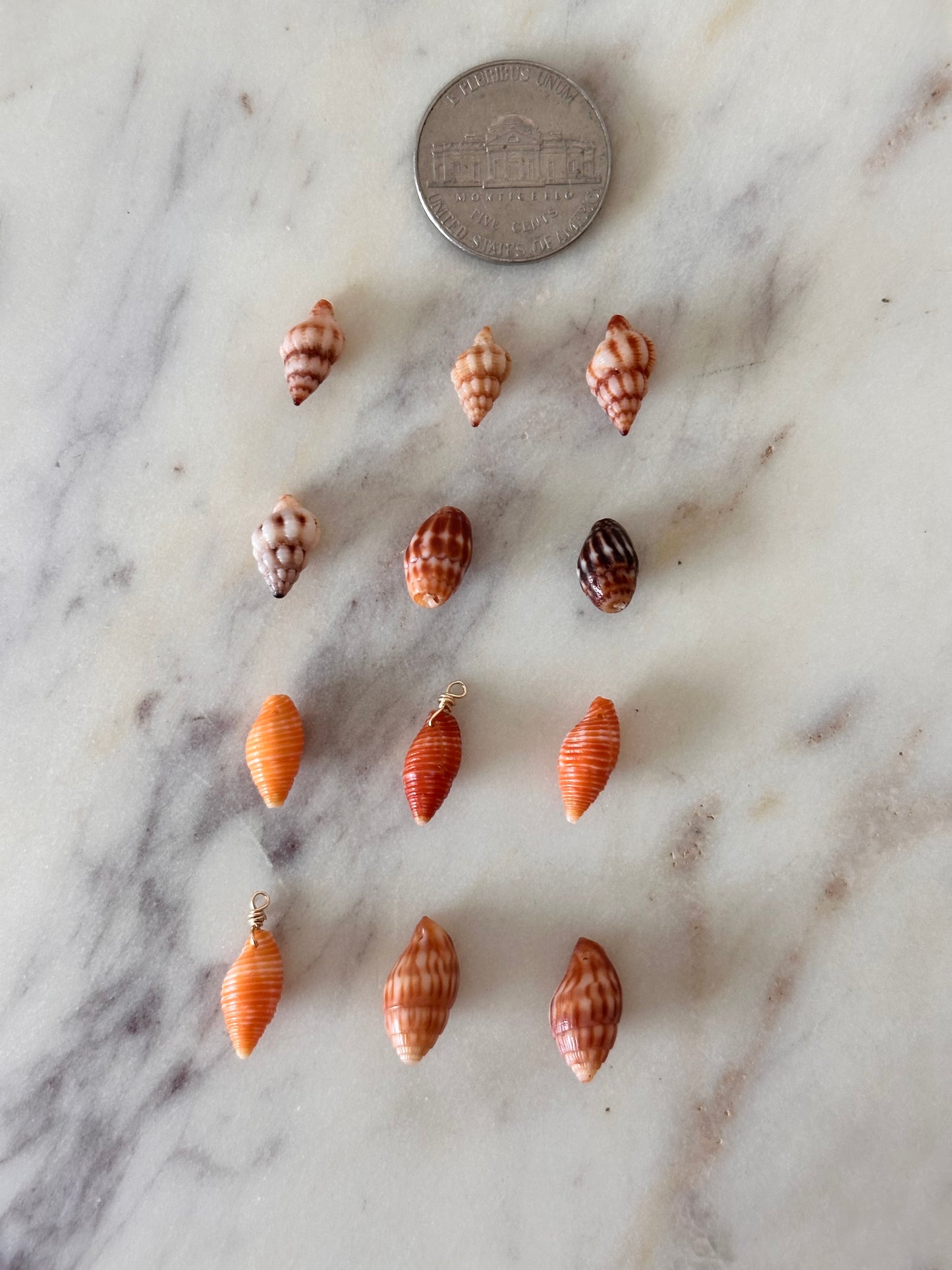 Charm Bar Hawaiian Shells
