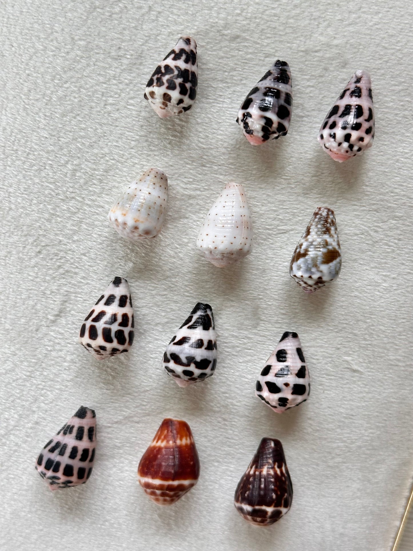 Charm Bar Shells