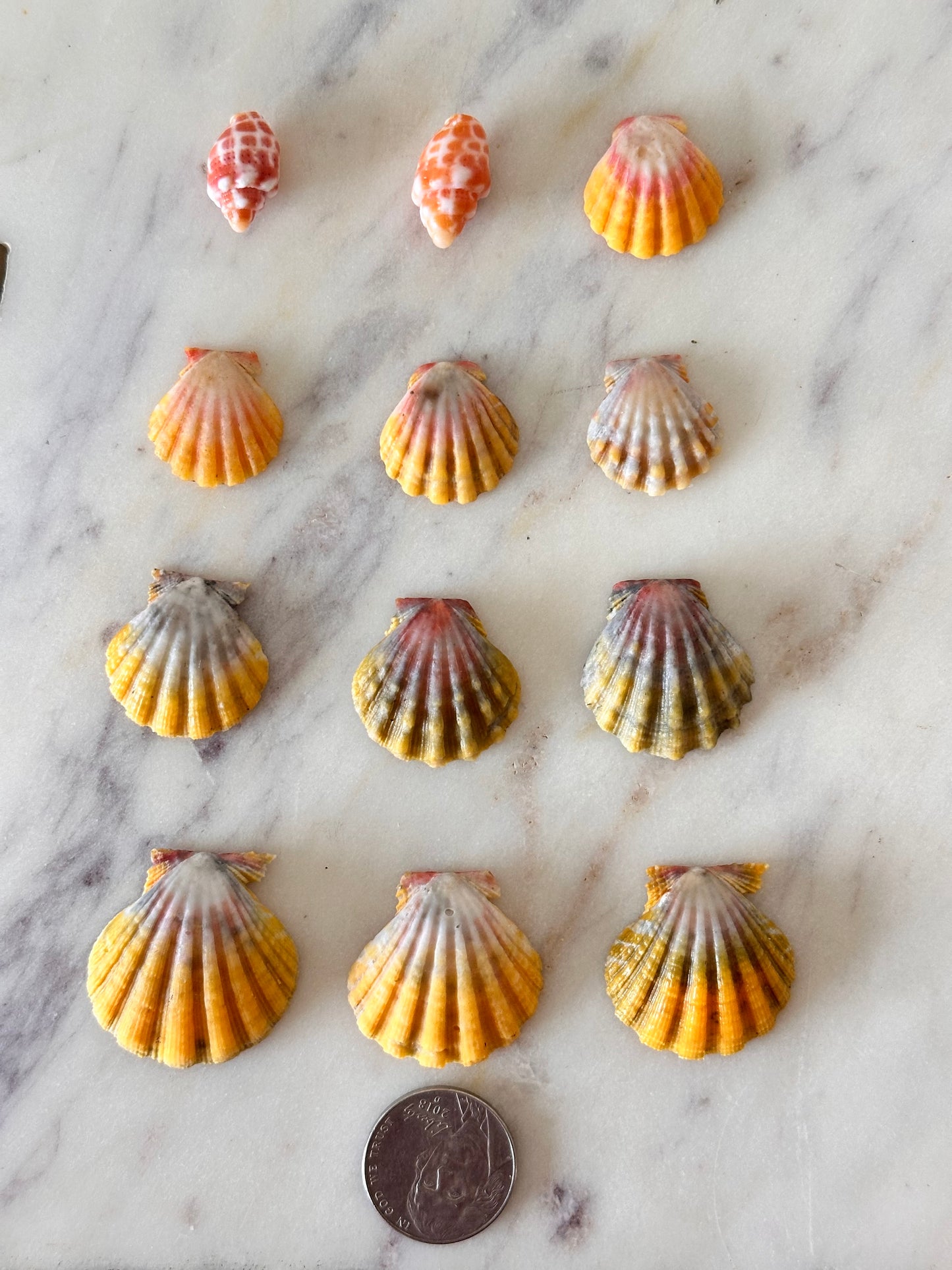 Charm Bar Sunrise, Miter, Hebrew + Flea Shells