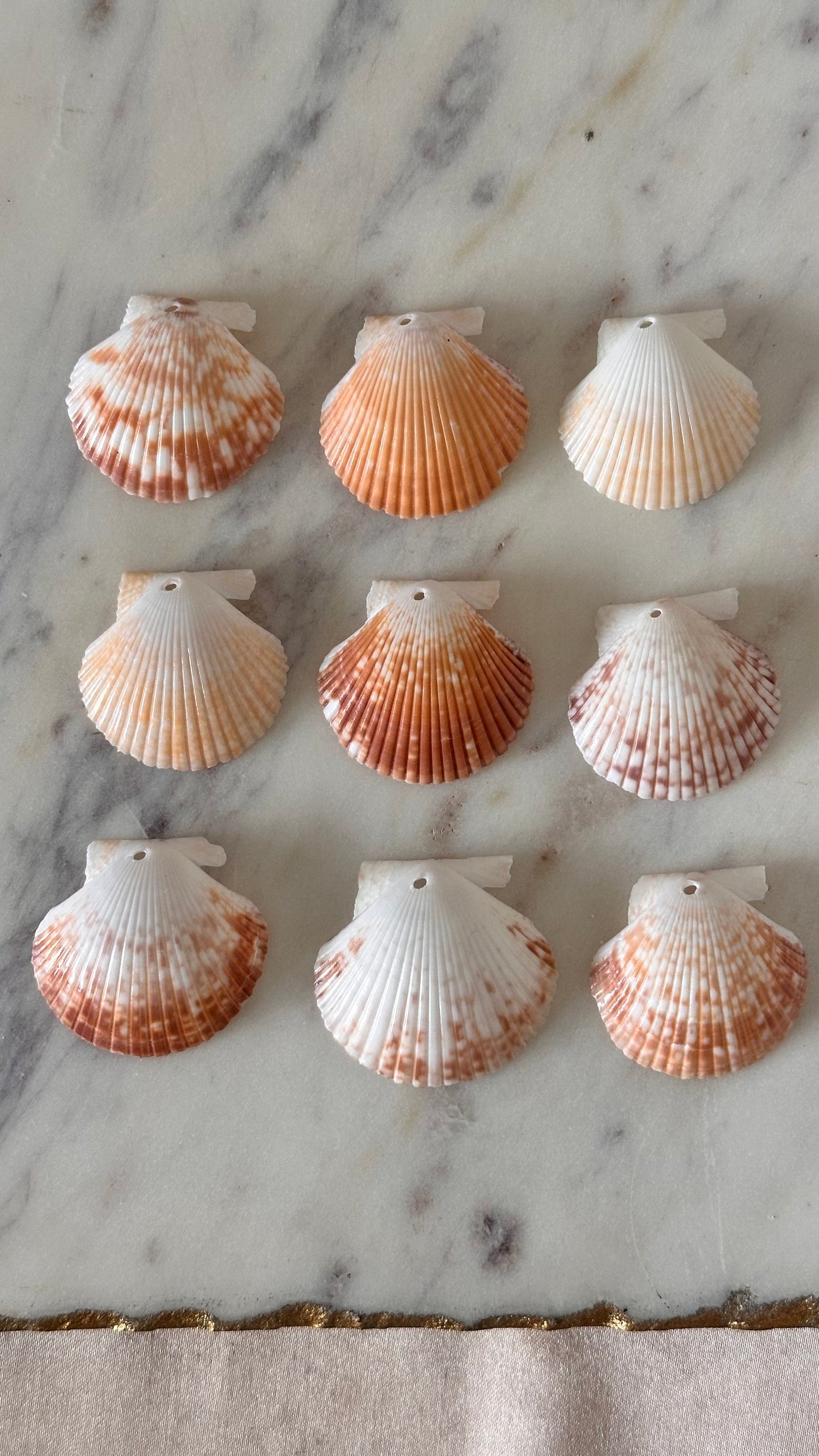 Charm Bar Pecten Shells