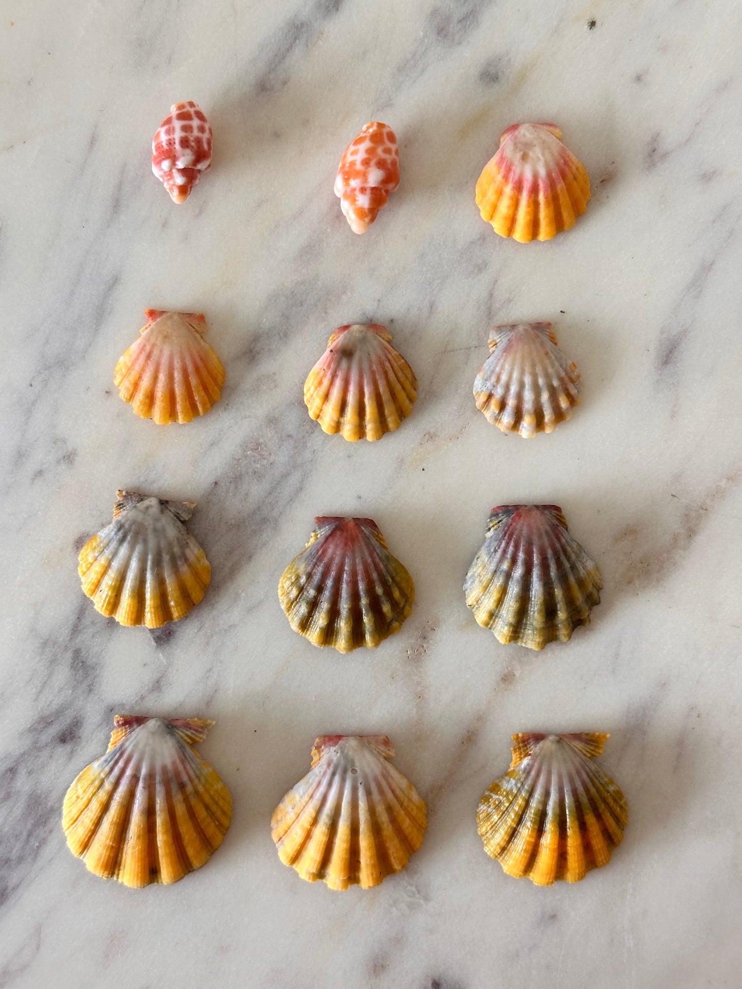 Charm Bar Sunrise, Miter, Hebrew + Flea Shells