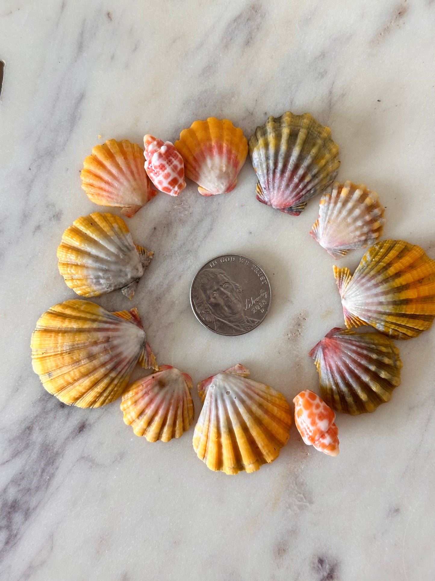 Charm Bar Sunrise, Miter, Hebrew + Flea Shells