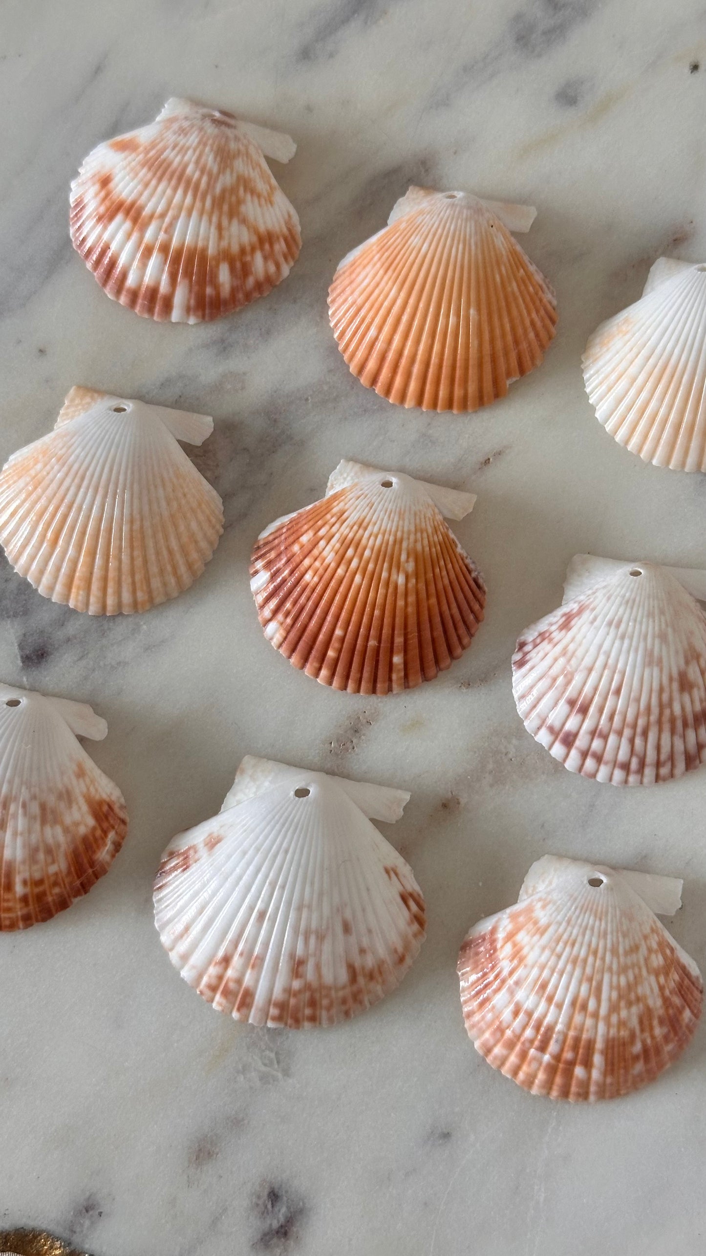 Charm Bar Pecten Shells