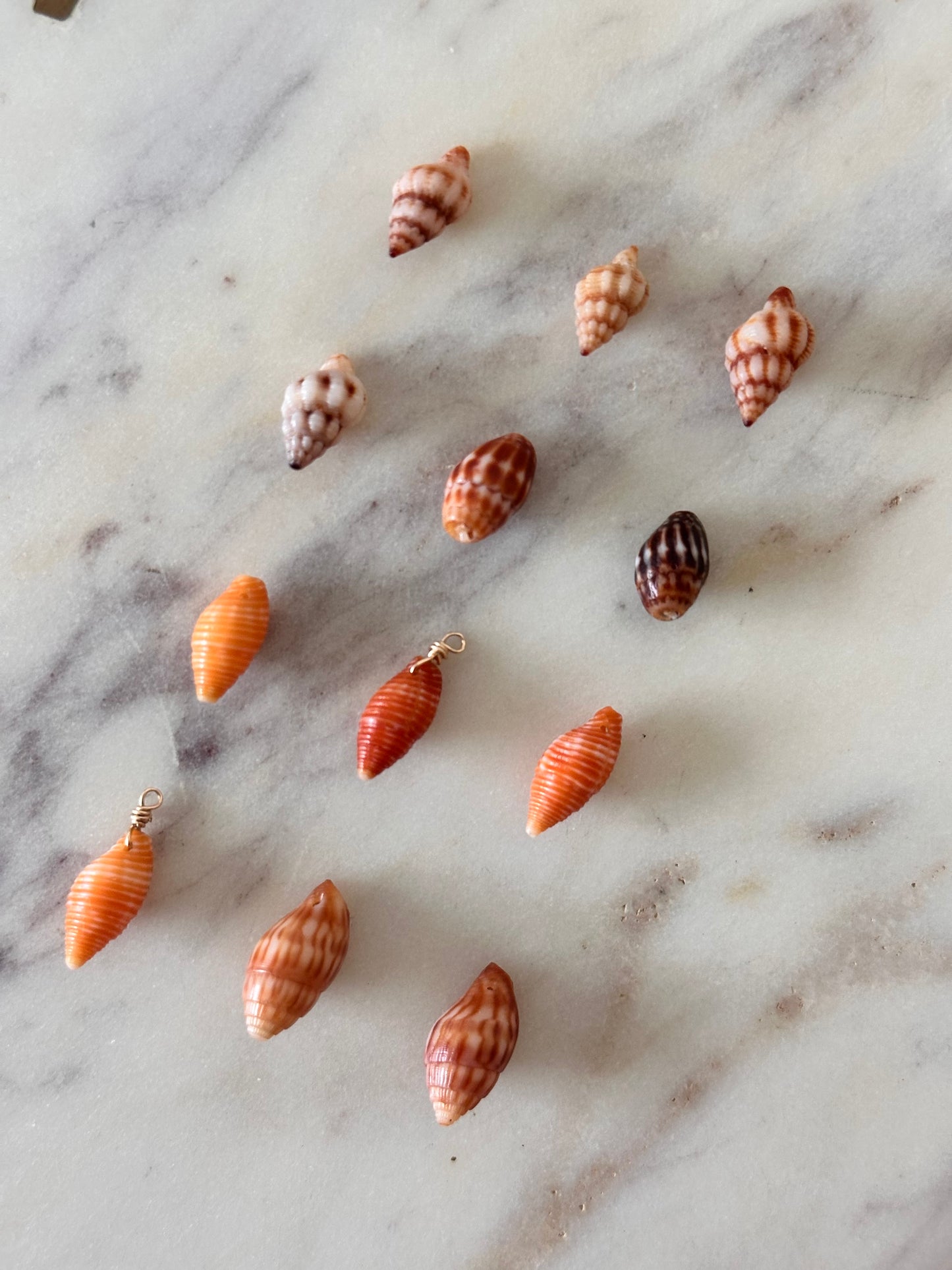 Charm Bar Hawaiian Shells