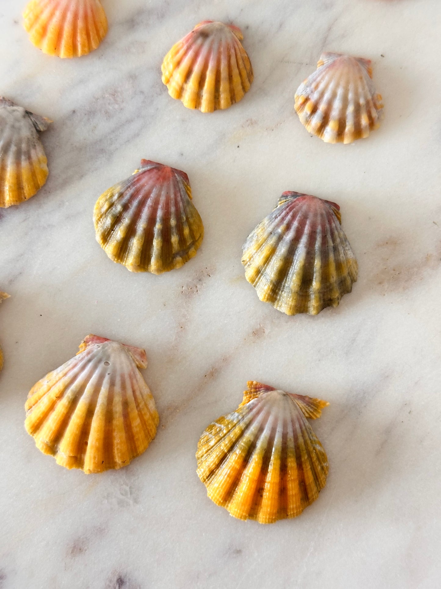 Charm Bar Sunrise, Miter, Hebrew + Flea Shells