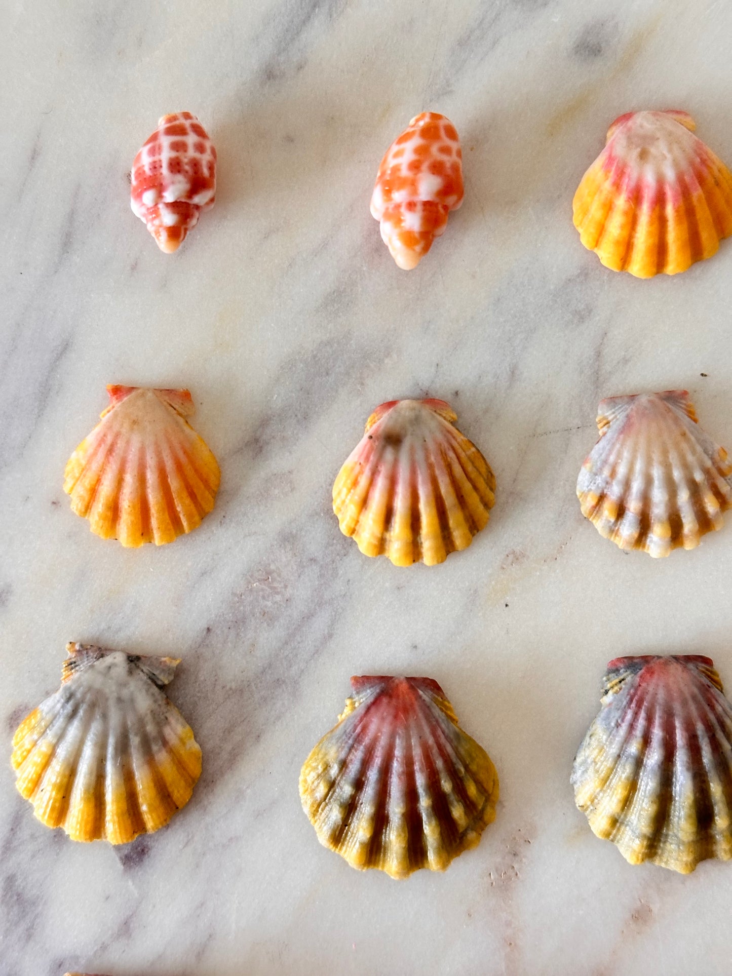 Charm Bar Sunrise, Miter, Hebrew + Flea Shells