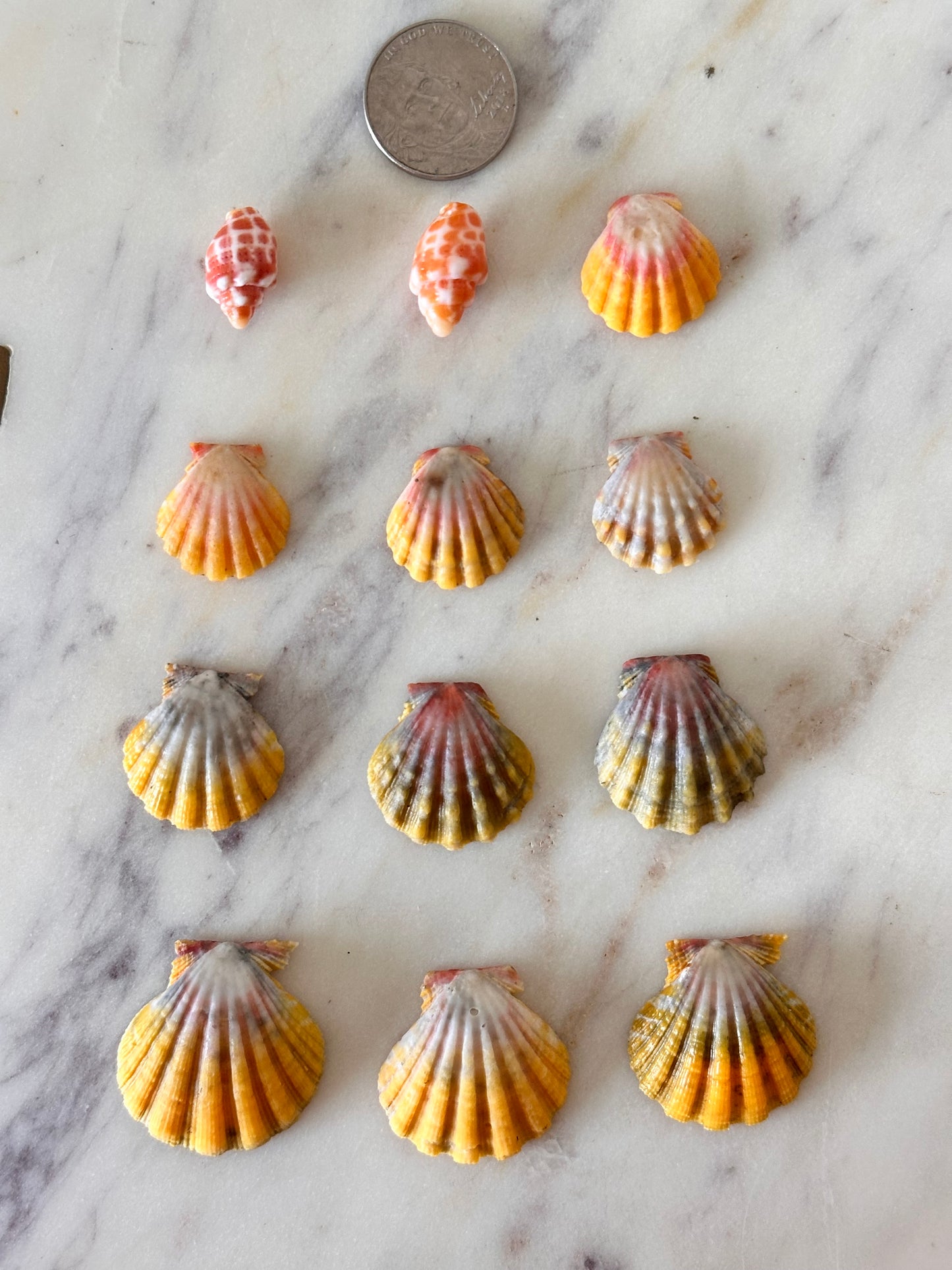 Charm Bar Sunrise, Miter, Hebrew + Flea Shells