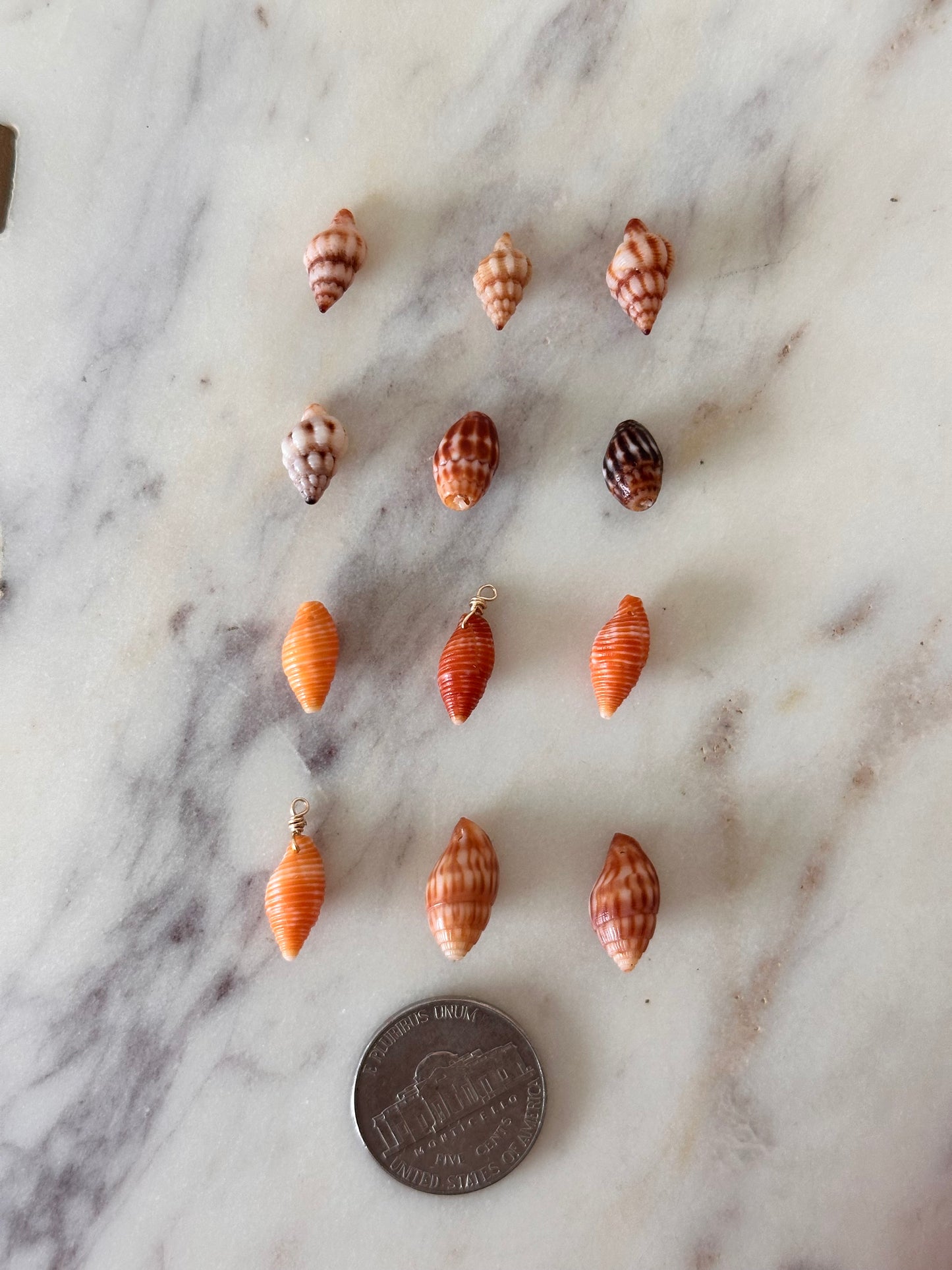 Charm Bar Hawaiian Shells
