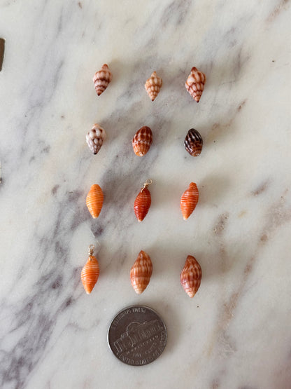 Charm Bar Hawaiian Shells