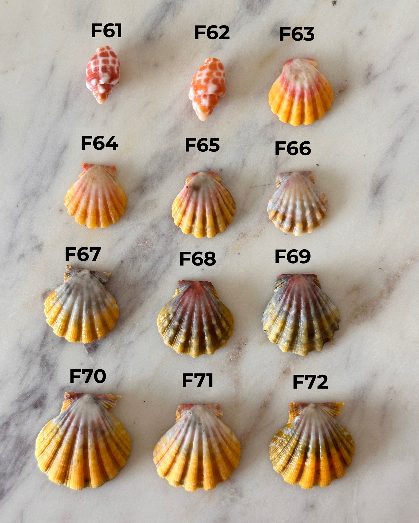 Charm Bar Sunrise, Miter, Hebrew + Flea Shells