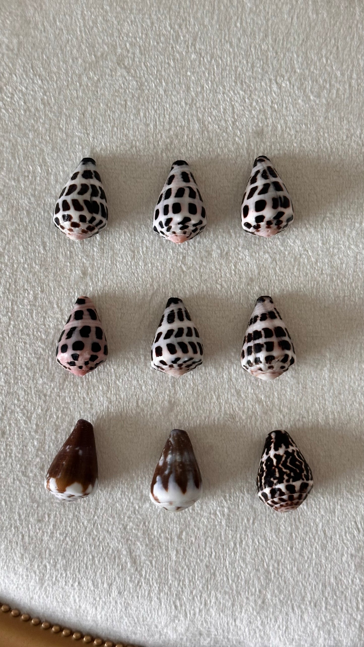 Charm Bar Shells