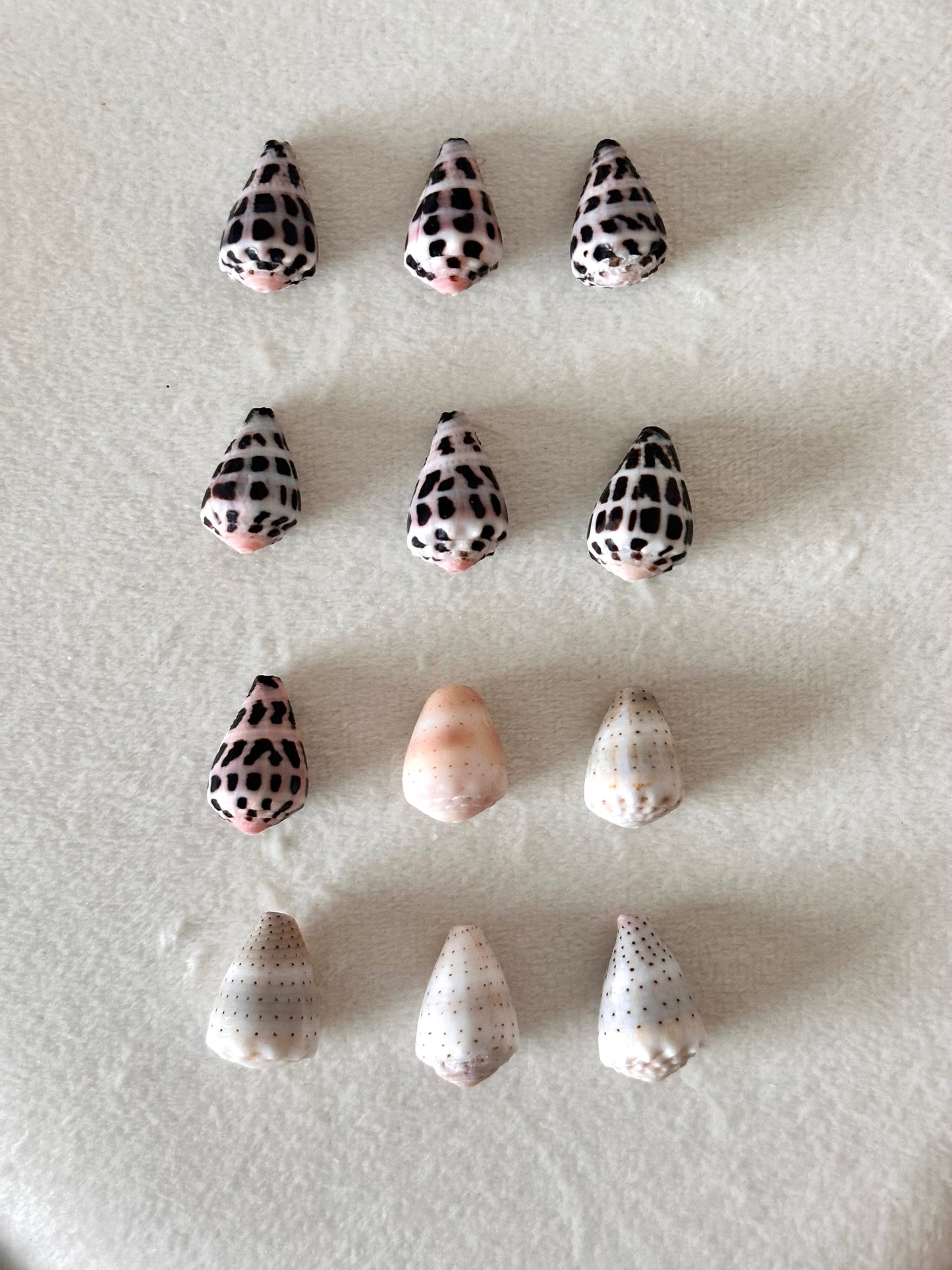 Charm Bar Cone Shells