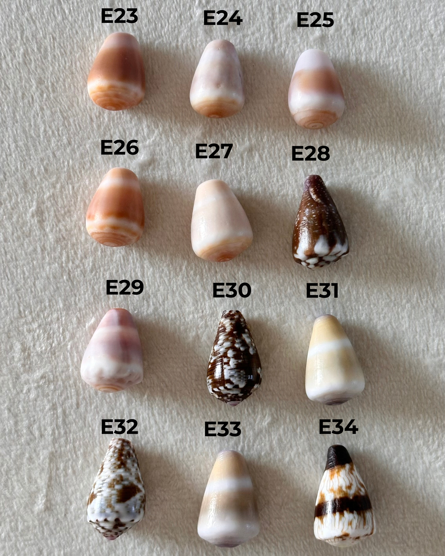 Charm Bar Cone Shells