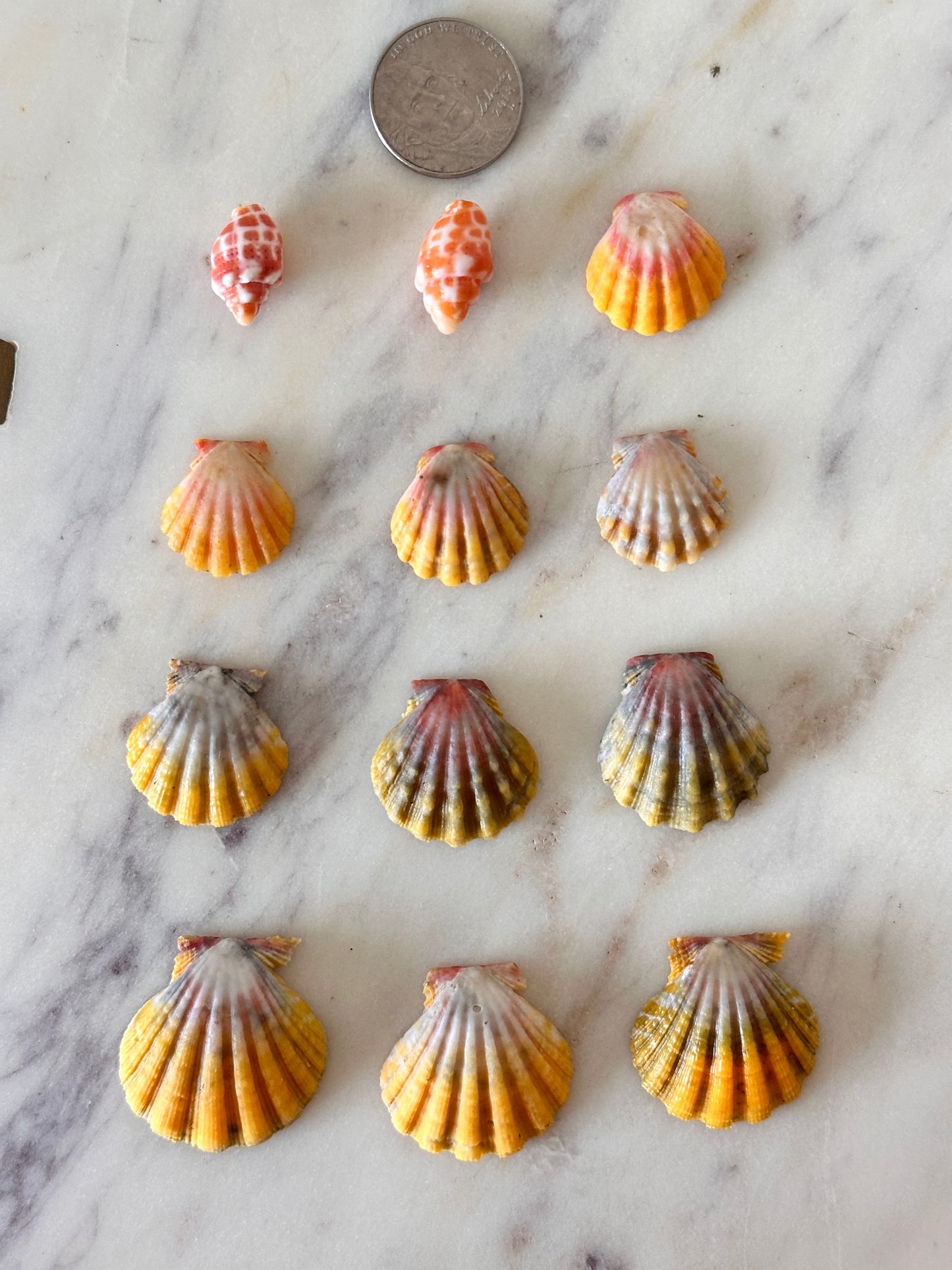 Charm Bar Sunrise, Miter, Hebrew + Flea Shells
