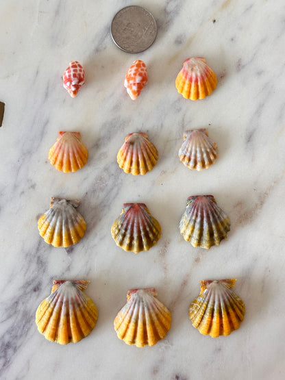Charm Bar Sunrise, Miter, Hebrew + Flea Shells
