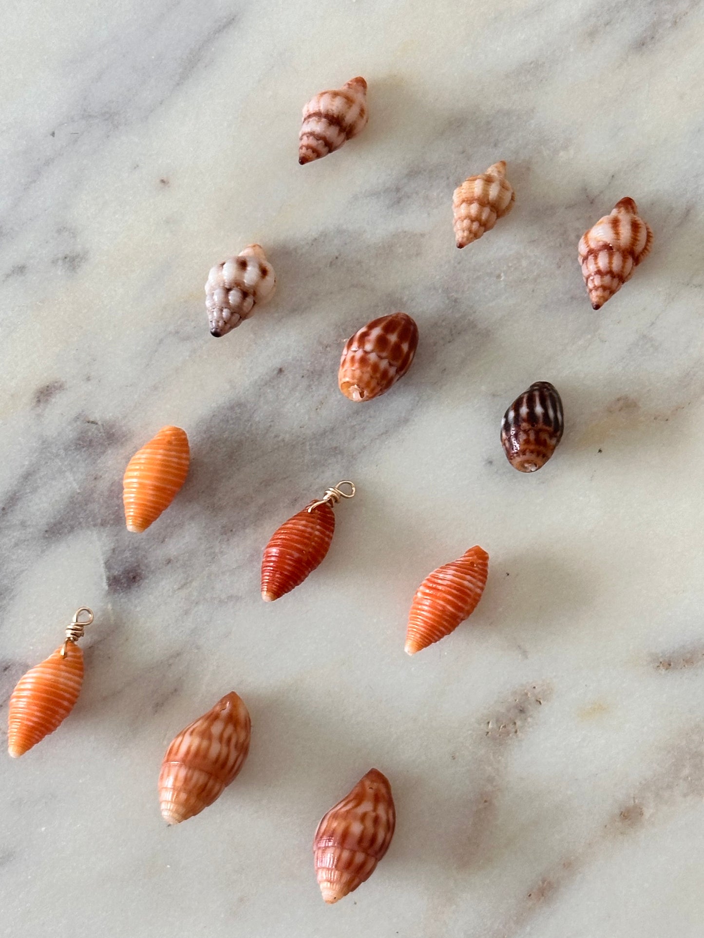 Charm Bar Hawaiian Shells