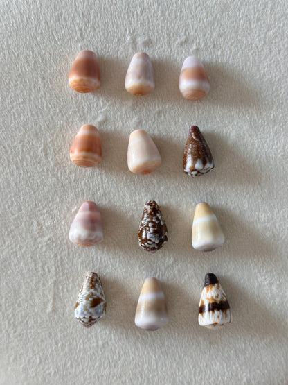 Charm Bar Cone Shells