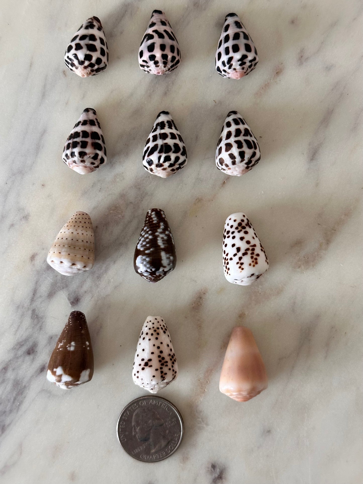 Charm Bar Cone Shells