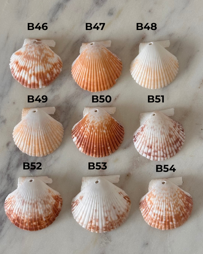 Charm Bar Pecten Shells