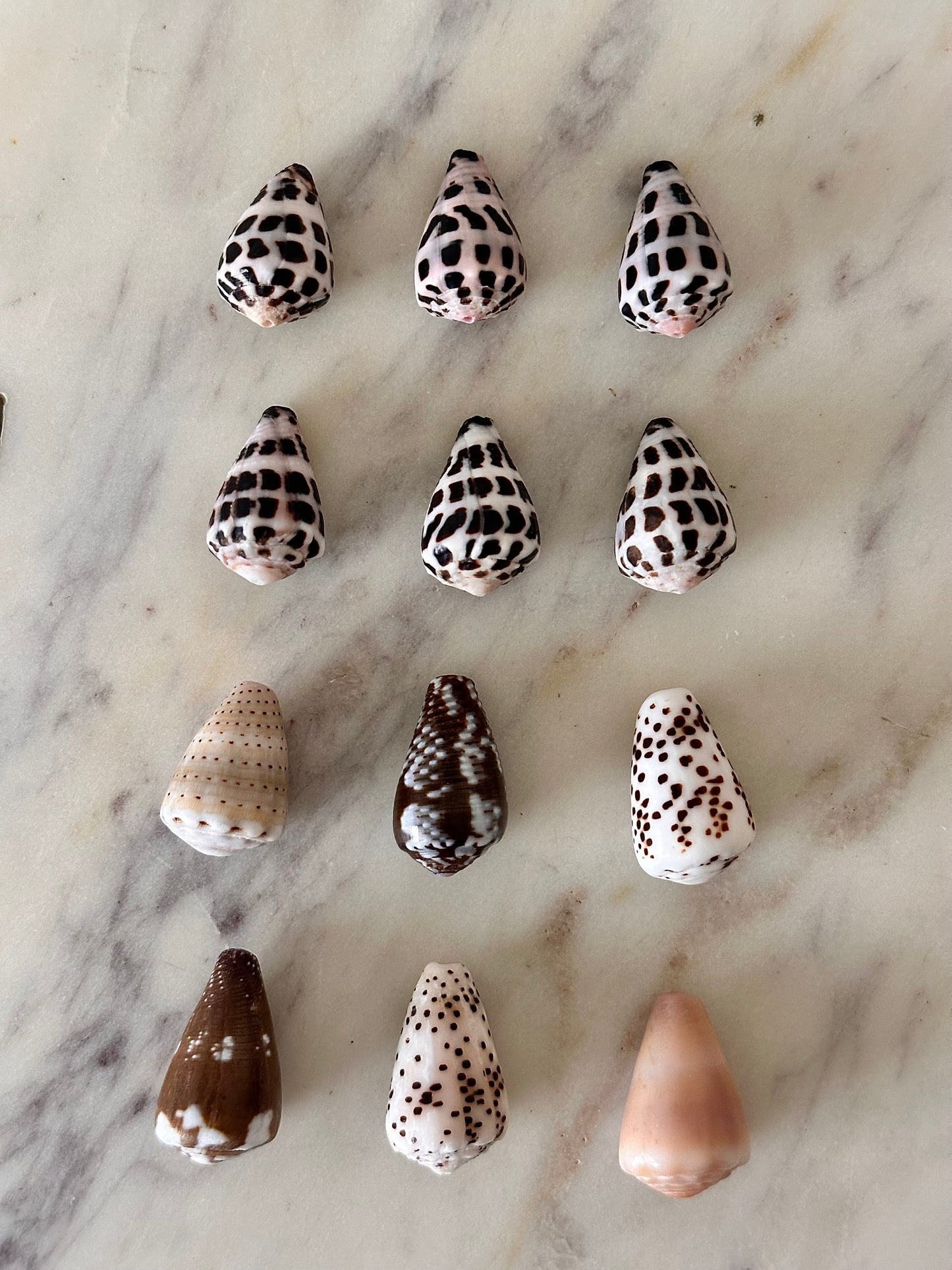 Charm Bar Cone Shells