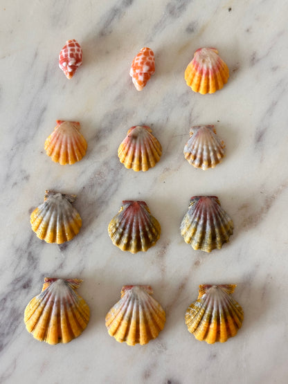 Charm Bar Sunrise, Miter, Hebrew + Flea Shells