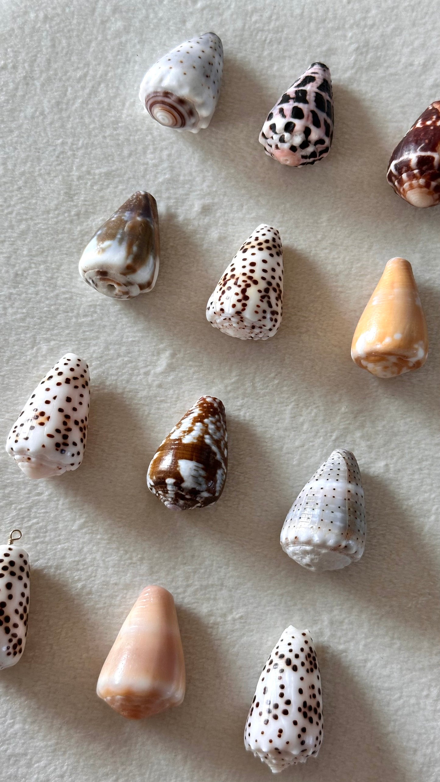 Charm Bar LARGE Shells