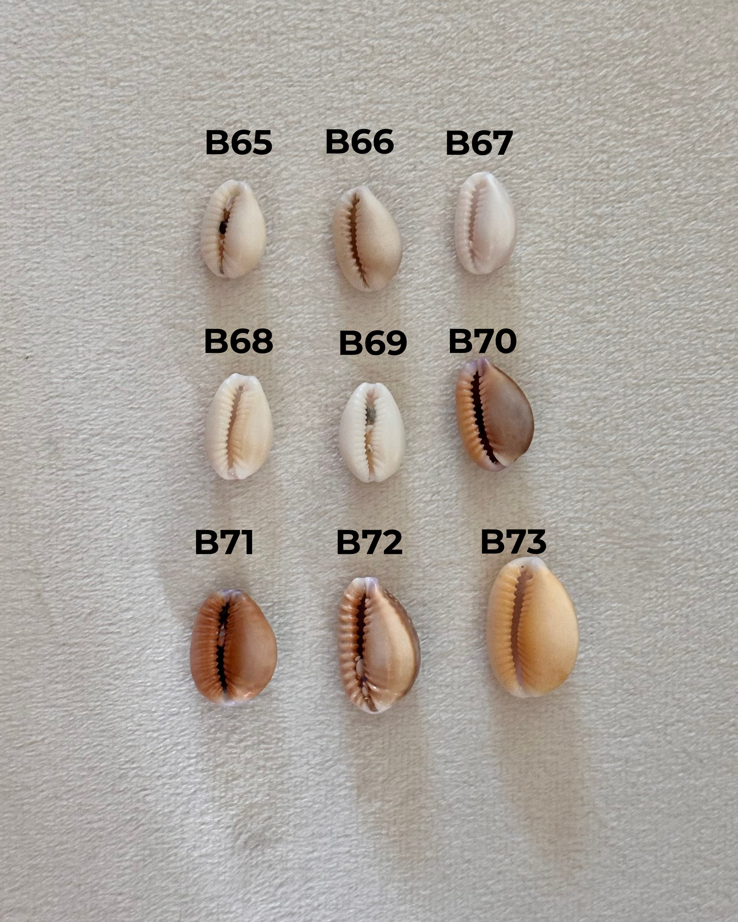 Charm Bar Hebrew Shells