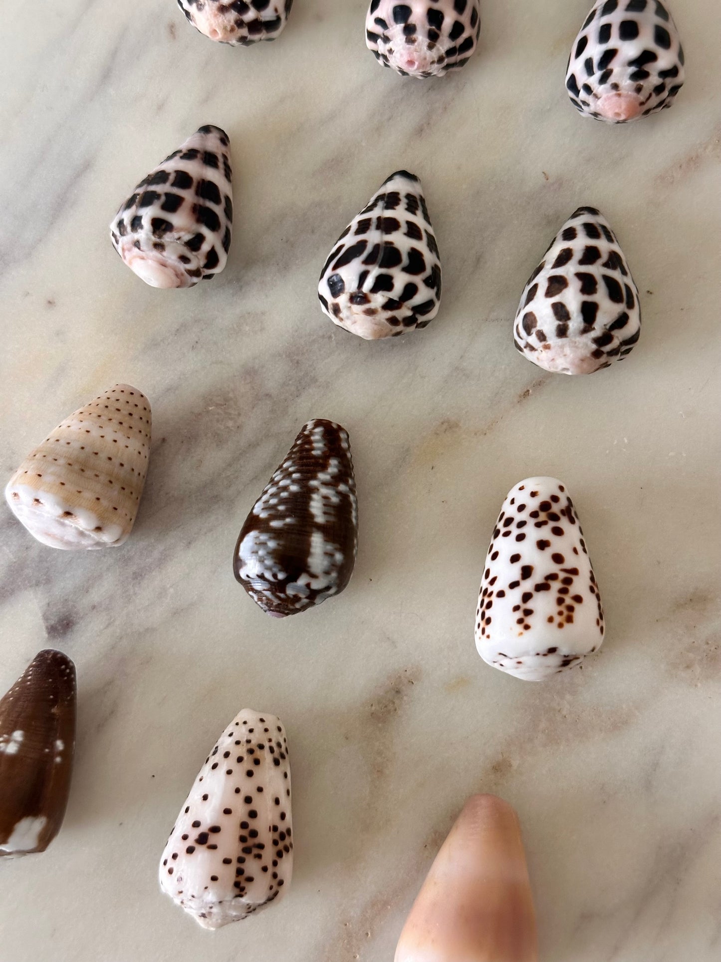 Charm Bar Cone Shells