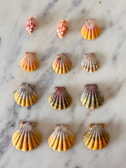 Charm Bar Sunrise, Miter, Hebrew + Flea Shells