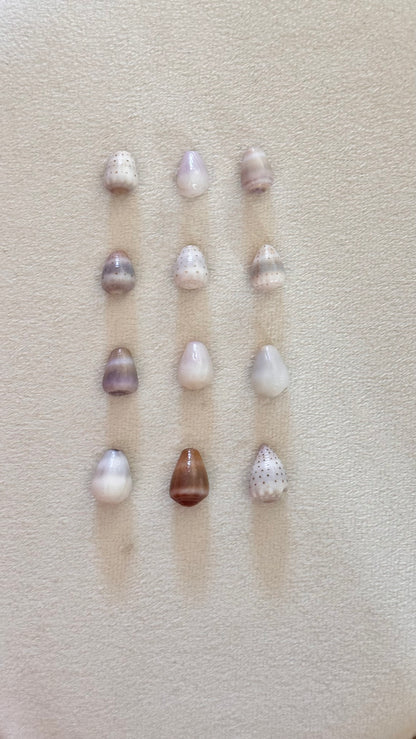 Charm Bar Shells