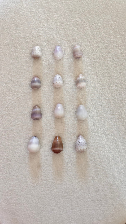 Charm Bar Shells