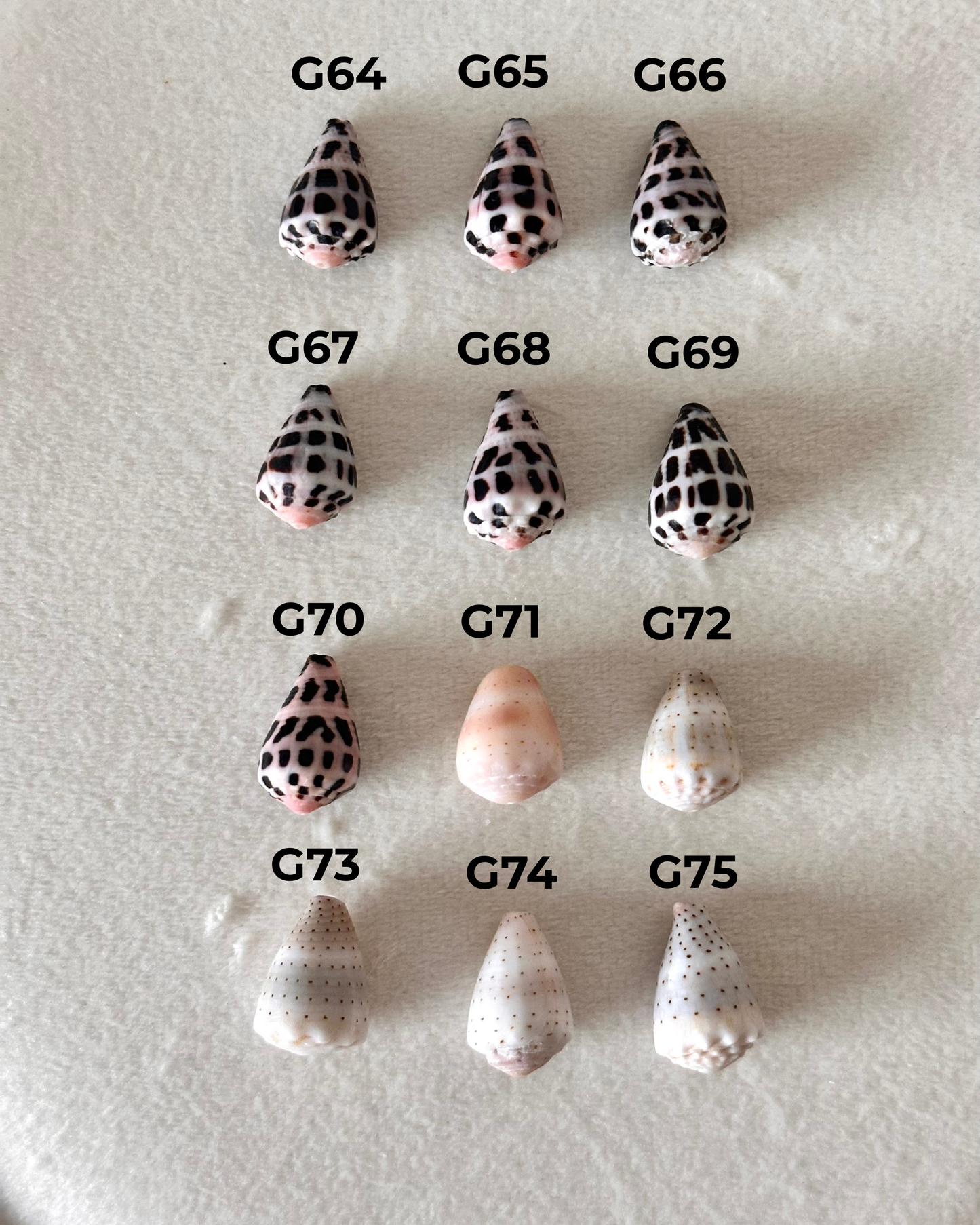 Charm Bar Cone Shells