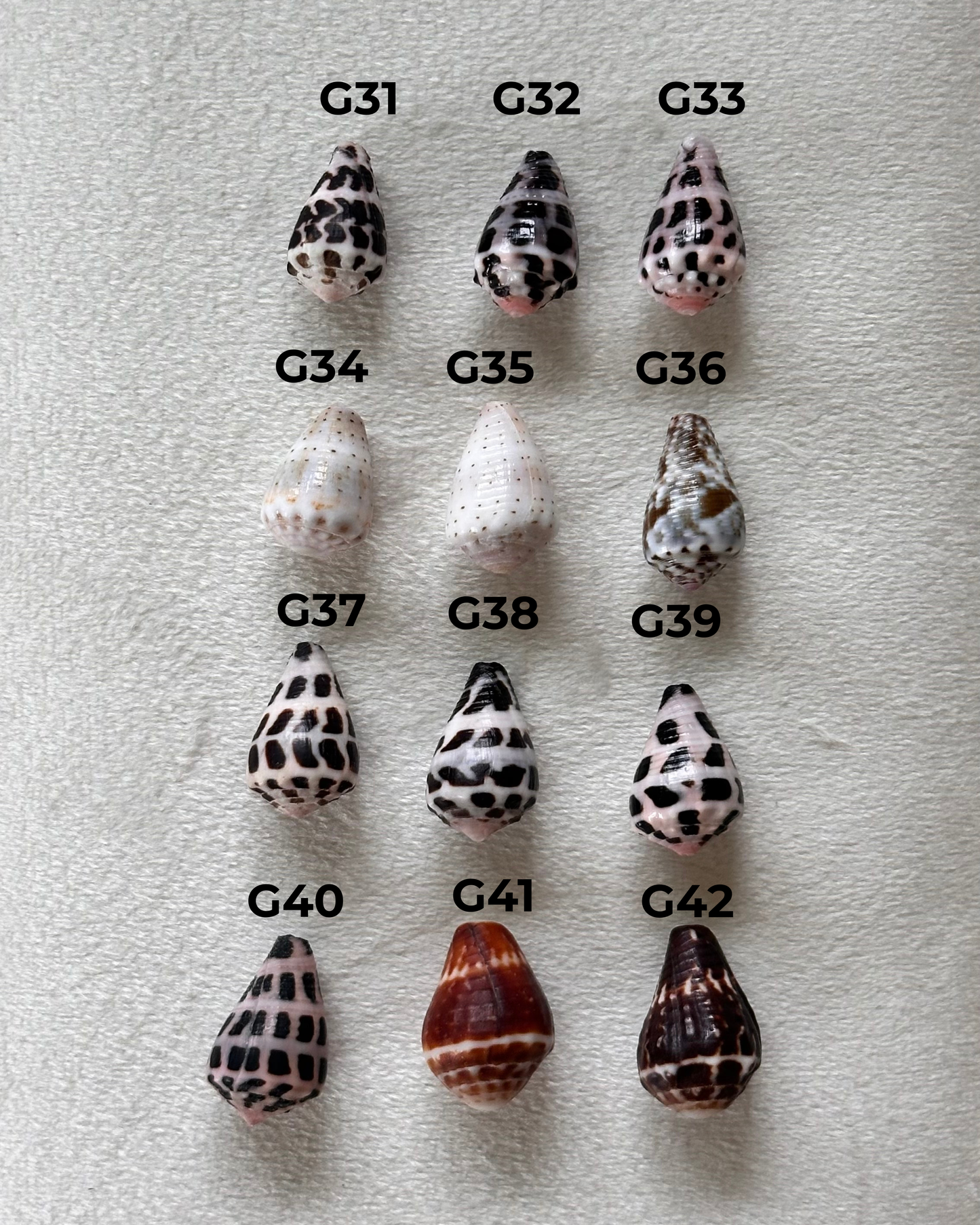 Charm Bar Shells