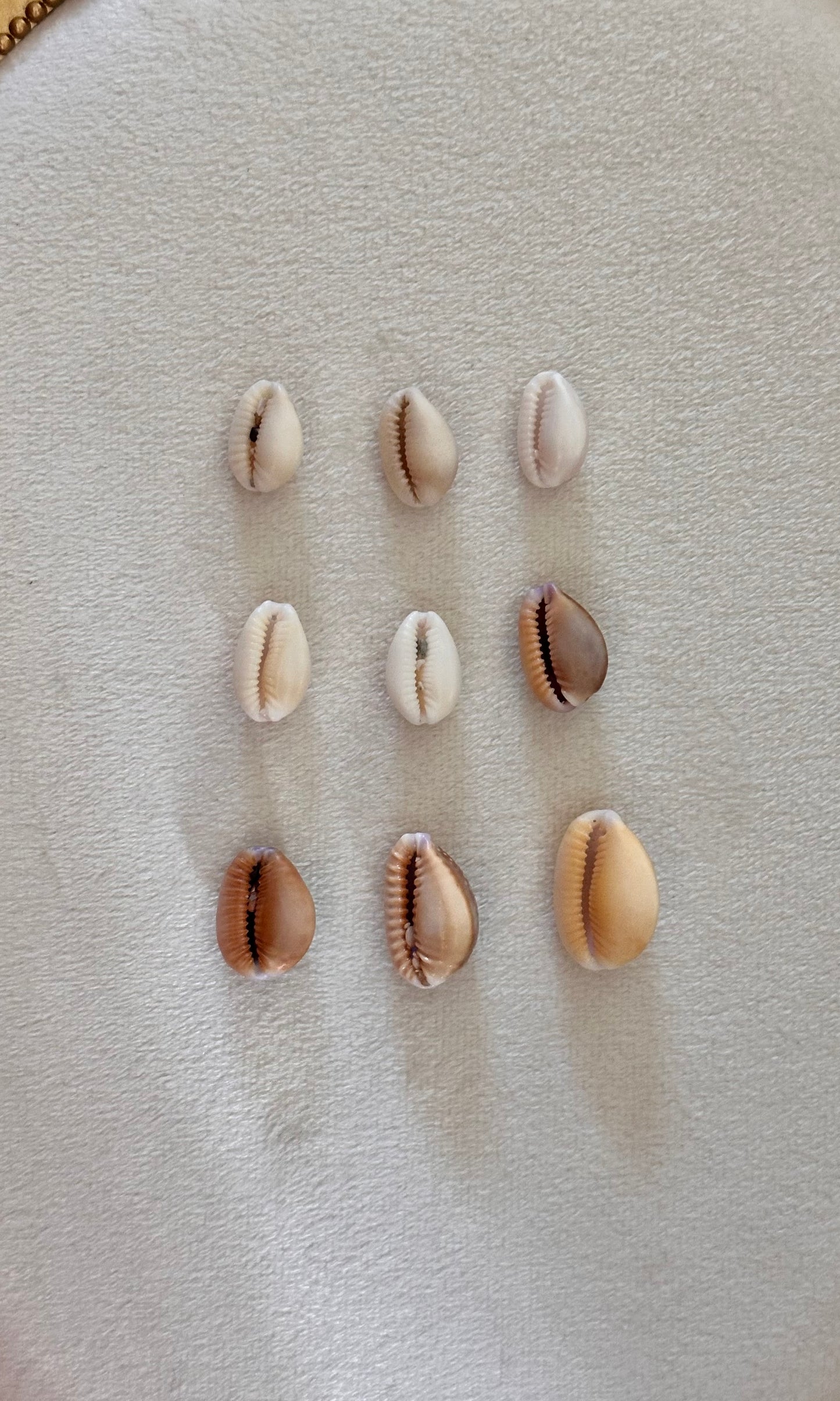 Charm Bar Hebrew Shells