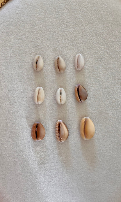 Charm Bar Hebrew Shells