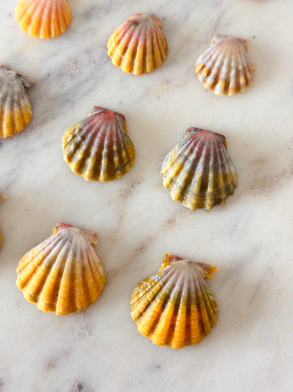 Charm Bar Sunrise, Miter, Hebrew + Flea Shells