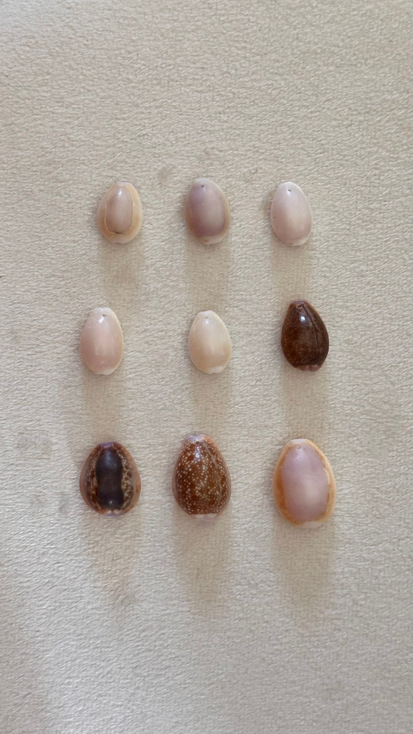 Charm Bar Hebrew Shells