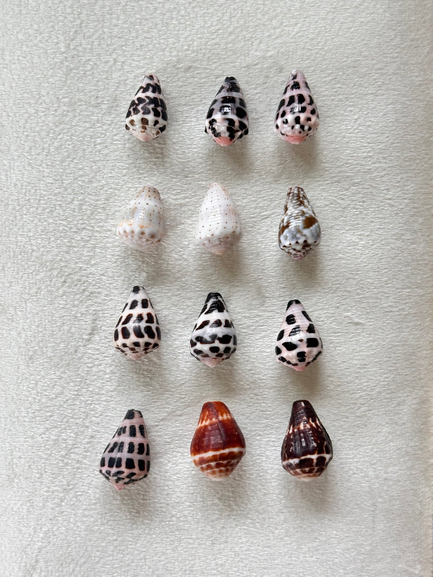 Charm Bar Shells