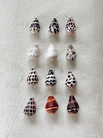 Charm Bar Shells