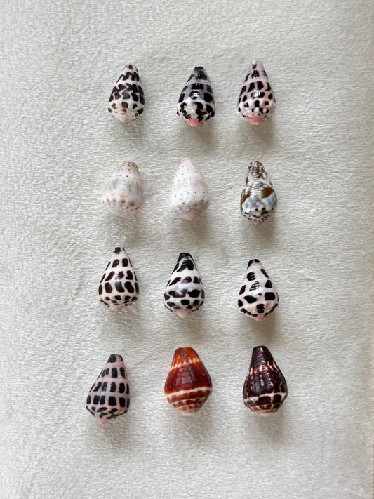 Charm Bar Shells