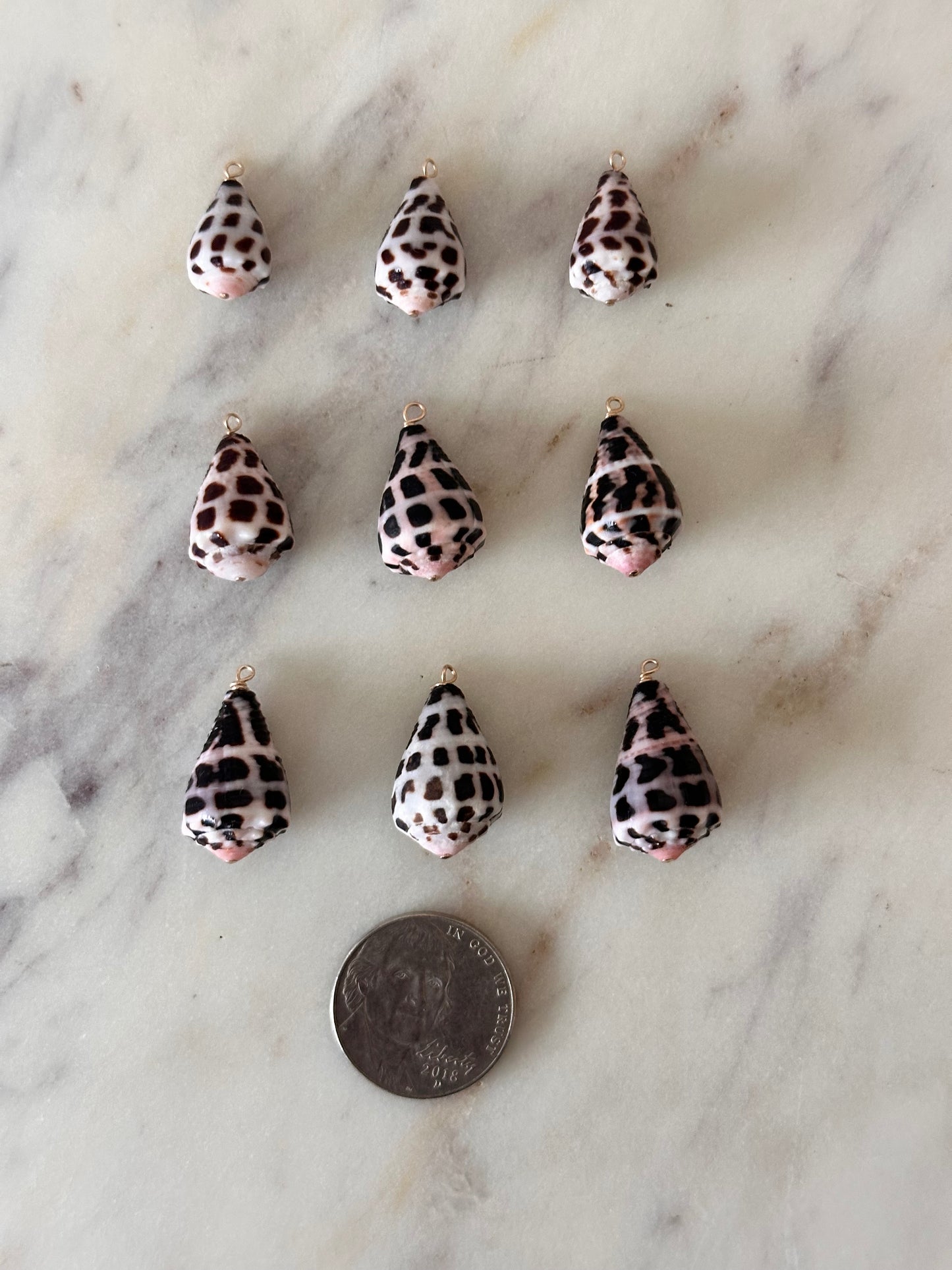 Charm Bar Hebrew Shells