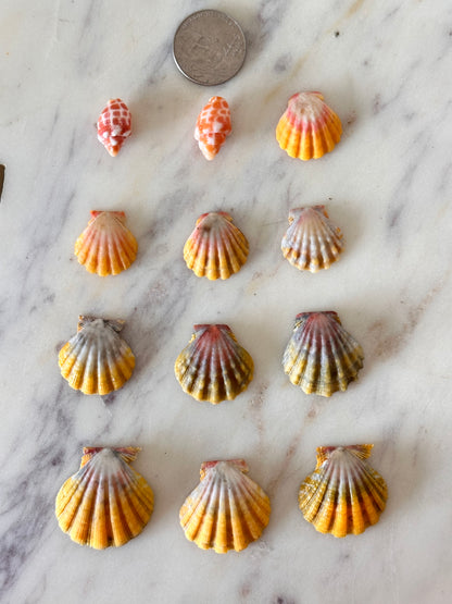 Charm Bar Sunrise, Miter, Hebrew + Flea Shells