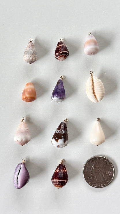 Charm Bar Shells